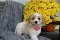Bella , a male Cavachon for sale in Sugarcreek, OH – 7 of 7