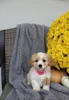 Bella , a male Cavachon for sale in Sugarcreek, OH – 3 of 7