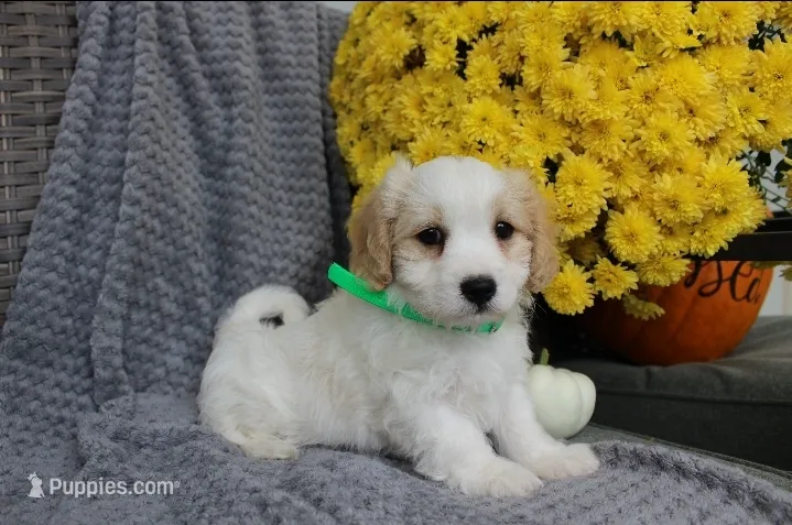 Buddy – Cavachon puppy for sale in Sugarcreek, OH