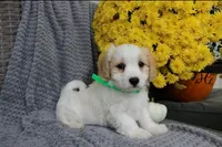 Buddy, a male Cavachon for sale in Sugarcreek, OH – 1 of 7