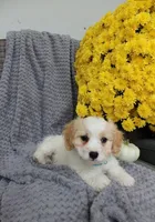 sport, a male Cavachon for sale in Sugarcreek, OH – 5 of 7