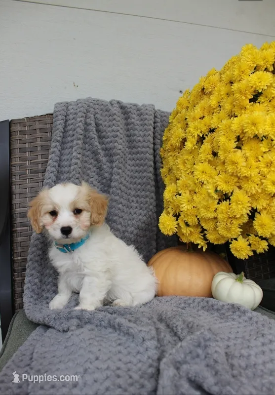 sport – Cavachon puppy for sale in Sugarcreek, OH