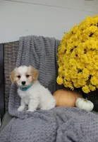 sport, a male Cavachon for sale in Sugarcreek, OH – 1 of 7