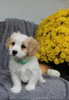 Buddy, a male Cavachon for sale in Sugarcreek, OH – 6 of 7