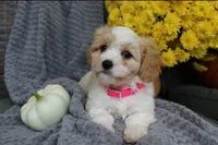 Bella , a male Cavachon for sale in Sugarcreek, OH – 6 of 7