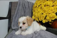 sport, a male Cavachon for sale in Sugarcreek, OH – 3 of 7