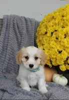 sport, a male Cavachon for sale in Sugarcreek, OH – 7 of 7