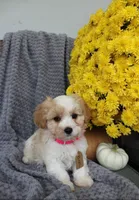 Bella , a male Cavachon for sale in Sugarcreek, OH – 4 of 7