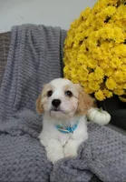 sport, a male Cavachon for sale in Sugarcreek, OH – 4 of 7