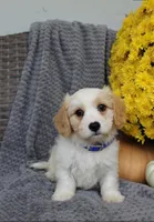Rover, a male Cavachon for sale in Sugarcreek, OH – 3 of 7