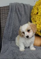 Rover, a male Cavachon for sale in Sugarcreek, OH – 4 of 7