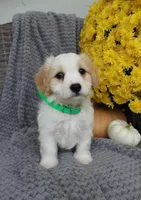 Buddy, a male Cavachon for sale in Sugarcreek, OH – 3 of 7
