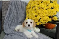 sport, a male Cavachon for sale in Sugarcreek, OH – 6 of 7