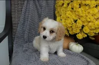 Rover, a male Cavachon for sale in Sugarcreek, OH – 7 of 7