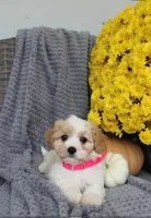 Bella , a male Cavachon for sale in Sugarcreek, OH – 5 of 7