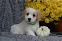 Buddy, a male Cavachon for sale in Sugarcreek, OH – 2 of 7