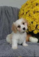 Rover, a male Cavachon for sale in Sugarcreek, OH – 1 of 7