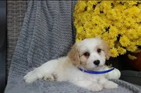 Rover, a male Cavachon for sale in Sugarcreek, OH – 2 of 7