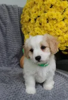 Buddy, a male Cavachon for sale in Sugarcreek, OH – 7 of 7