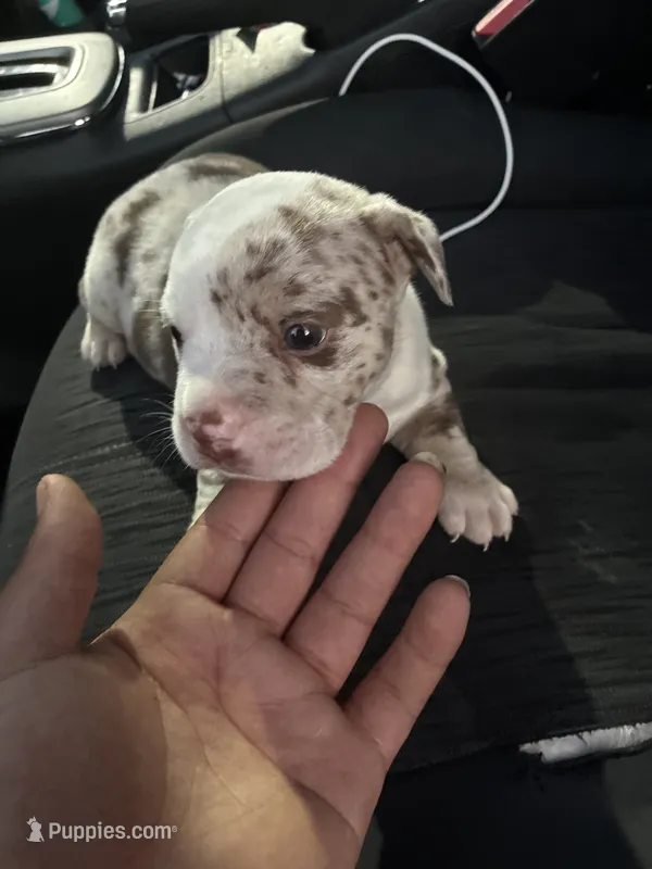 Maui (no name) – American Bulldog puppy for sale in Spring, TX