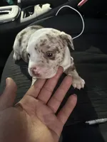 Maui (no name), a male American Bulldog for sale in Spring, TX – 1 of 2
