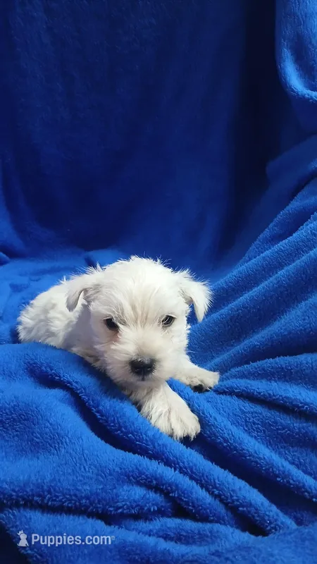Skipper – West Highland White Terrier puppy for sale in Mountainburg, AR