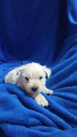 Skipper, a male West Highland White Terrier for sale in Mountainburg, AR – 1 of 1