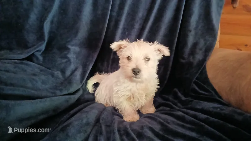 Pockets – West Highland White Terrier puppy for sale in Mountainburg, AR