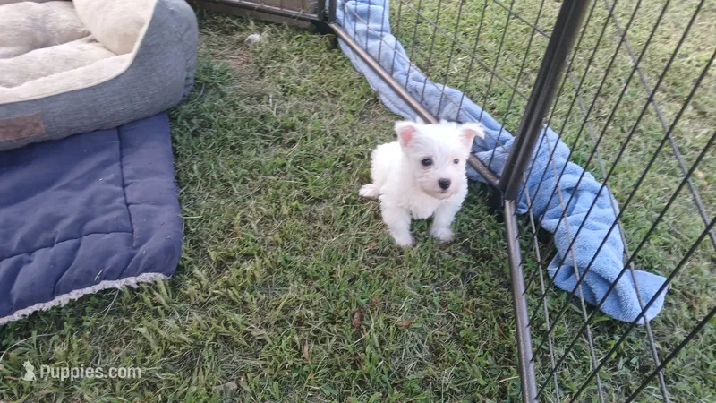 Dean – West Highland White Terrier puppy for sale in Mountainburg, AR