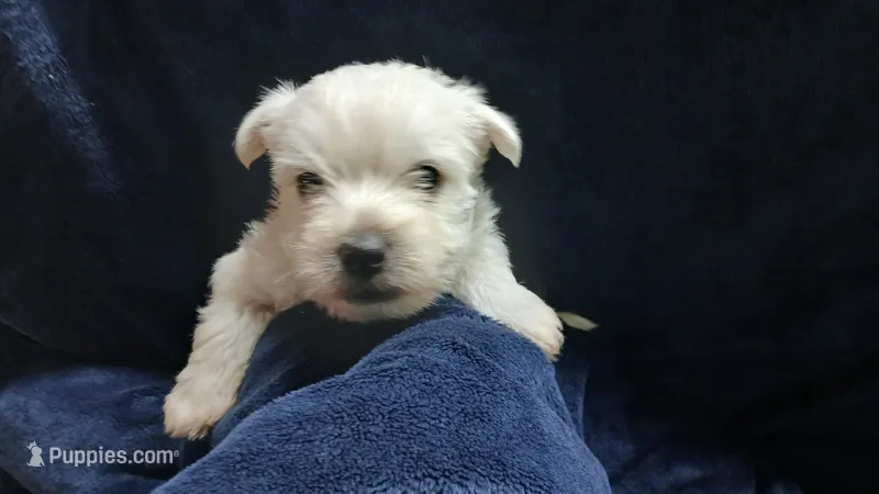 Sam – West Highland White Terrier puppy for sale in Mountainburg, AR