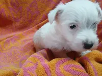 JoJo, a male West Highland White Terrier for sale in Mountainburg, AR – Photo 2 of 2