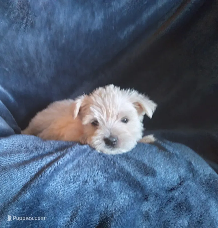 JoJo – West Highland White Terrier puppy for sale in Mountainburg, AR