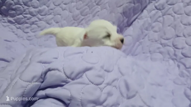 Dean – West Highland White Terrier puppy for sale in Mountainburg, AR