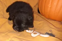 DM3- Sirius, a male Pomeranian for sale in Houston, TX – 2 of 2