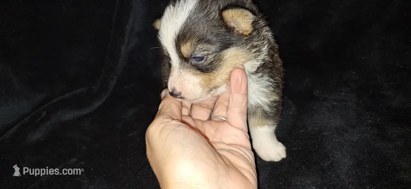 Precious F1 Cowboy Corgi  – Pembroke Welsh Corgi puppy for sale in Houston, TX
