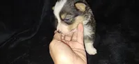 Precious F1 Cowboy Corgi , a female Pembroke Welsh Corgi for sale in Houston, TX – 1 of 4