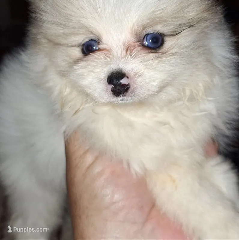 Sabrina – Pomeranian puppy for sale in Houston, TX