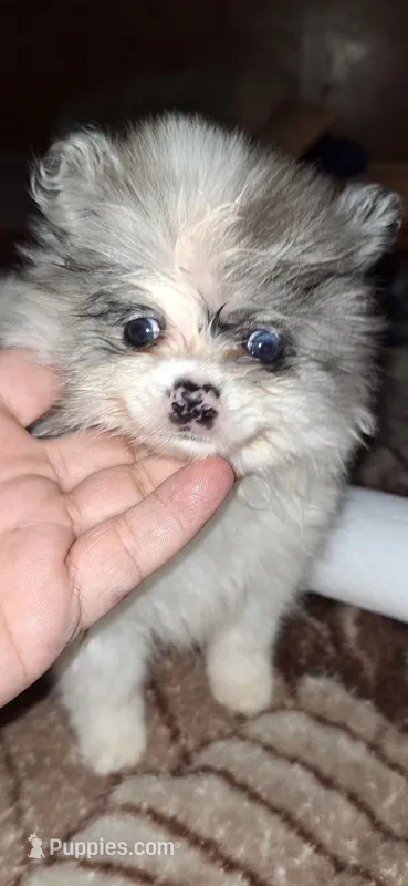 Jill – Pomeranian puppy for sale in Houston, TX