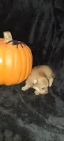 DM4 - Fawkes, a male Pomeranian for sale in Houston, TX – 2 of 2