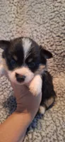 M1 Precious Cowboy Corgi, a male Pembroke Welsh Corgi for sale in Houston, TX – 2 of 4