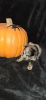 DM1 Thorin, a male Pomeranian for sale in Houston, TX – 2 of 2