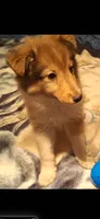 Zena, a female Shetland Sheepdog for sale in Houston, TX – 4 of 4