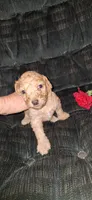 Pending - Stella, a female Poodle - Standard  for sale in Houston, TX – Photo 1 of 2