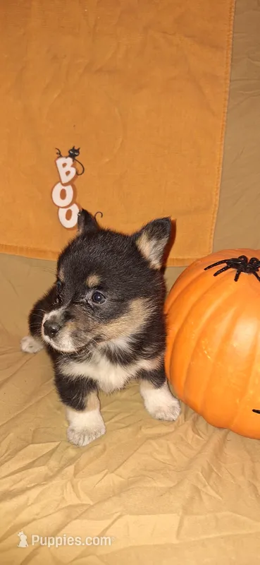 Girtie- Pending Cowgirl Corgi – Pembroke Welsh Corgi puppy for sale in Houston, TX