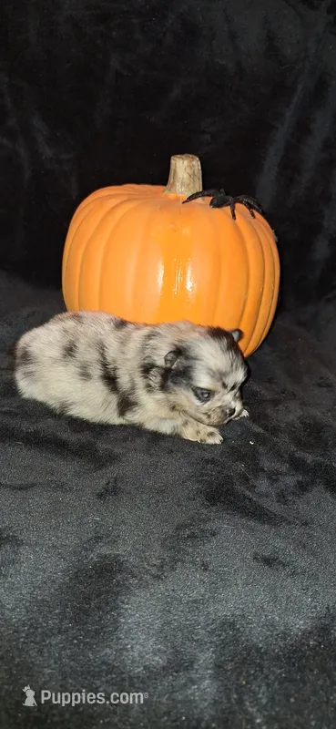 DM1 Thorin – Pomeranian puppy for sale in Houston, TX