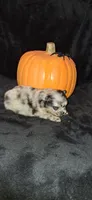 DM1 Thorin, a male Pomeranian for sale in Houston, TX – 1 of 2