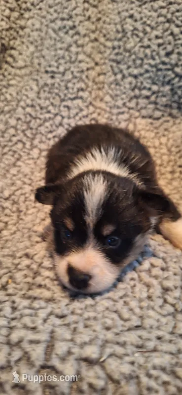 M1 Precious Cowboy Corgi – Pembroke Welsh Corgi puppy for sale in Houston, TX