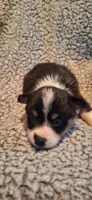 M1 Precious Cowboy Corgi, a male Pembroke Welsh Corgi for sale in Houston, TX – 1 of 4