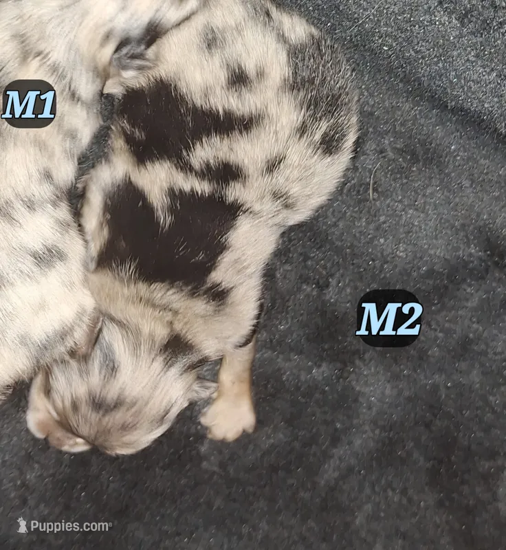 M2 Darcy pup – Pomeranian puppy for sale in Houston, TX