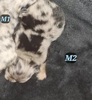 M2 Darcy pup, a male Pomeranian for sale in Houston, TX – 1 of 4